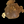 Load image into Gallery viewer, Chinese Elm #FWC018