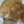 Load image into Gallery viewer, Chinese Elm #FWC018