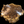 Load image into Gallery viewer, Chinese Elm #FWC009