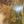 Load image into Gallery viewer, Chinese Elm #FWC011