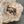 Load image into Gallery viewer, Red Oak #RO03