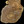 Load image into Gallery viewer, Chinese Elm #FWC006