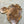 Load image into Gallery viewer, Chinese Elm #FWC