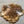 Load image into Gallery viewer, Chinese Elm #FWC009