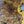 Load image into Gallery viewer, Chinese Elm #FWC004