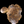Load image into Gallery viewer, Chinese Elm #FWC