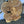 Load image into Gallery viewer, Chinese Elm #FWC005