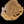 Load image into Gallery viewer, Chinese Elm #FWC003