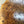 Load image into Gallery viewer, Chinese Elm #FWC011