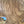 Load image into Gallery viewer, Chinese Elm #FWC003