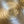 Load image into Gallery viewer, Chinese Elm #FWC010