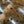 Load image into Gallery viewer, Chinese Elm #FWC009