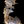 Load image into Gallery viewer, Chinese Elm #FWC007