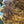 Load image into Gallery viewer, Chinese Elm #FWC004