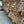 Load image into Gallery viewer, Kiln Drying