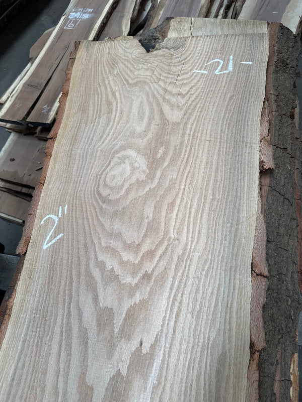 Red Oak #RO1702