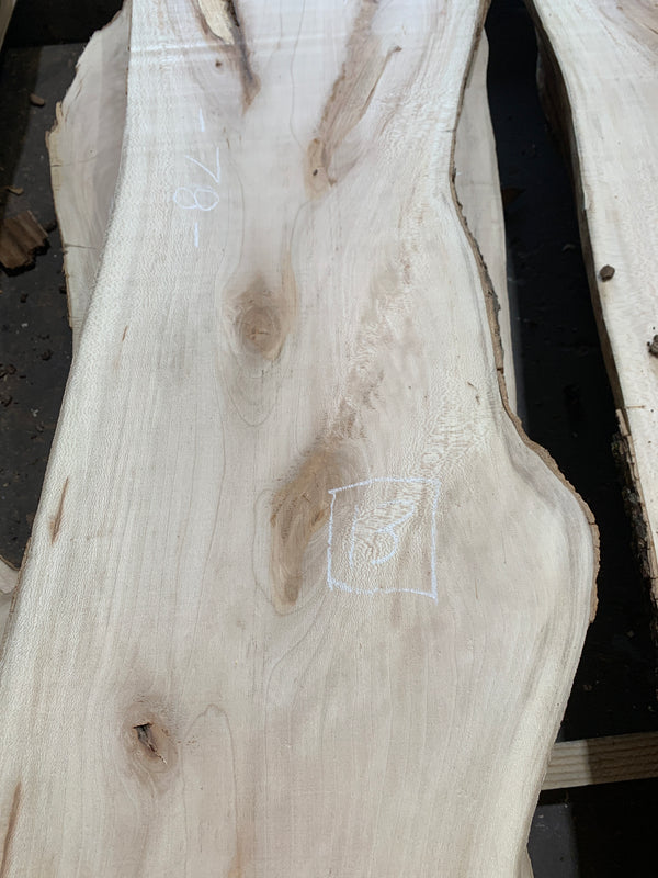 Sycamore #SY307