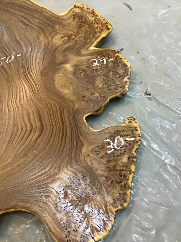 Chinese Elm #FWC010