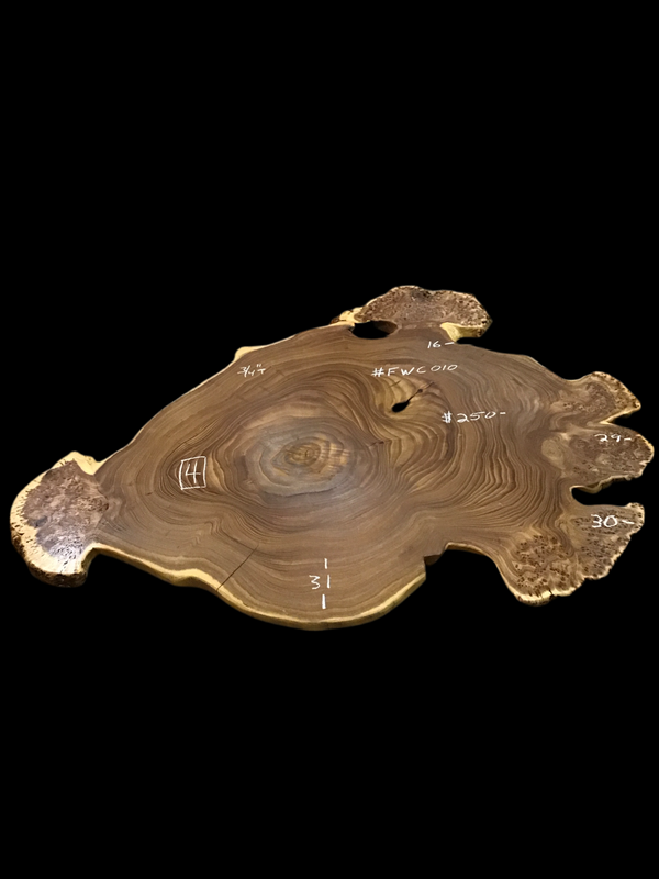 Chinese Elm #FWC010