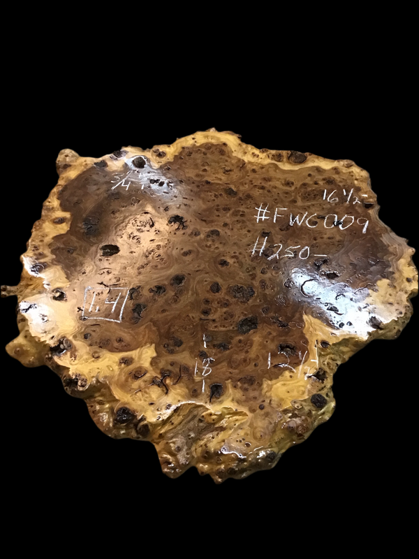 Chinese Elm #FWC009