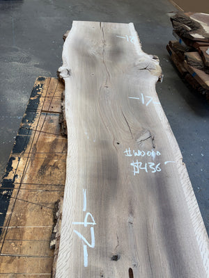 white oak live edge slab #WO10, full view