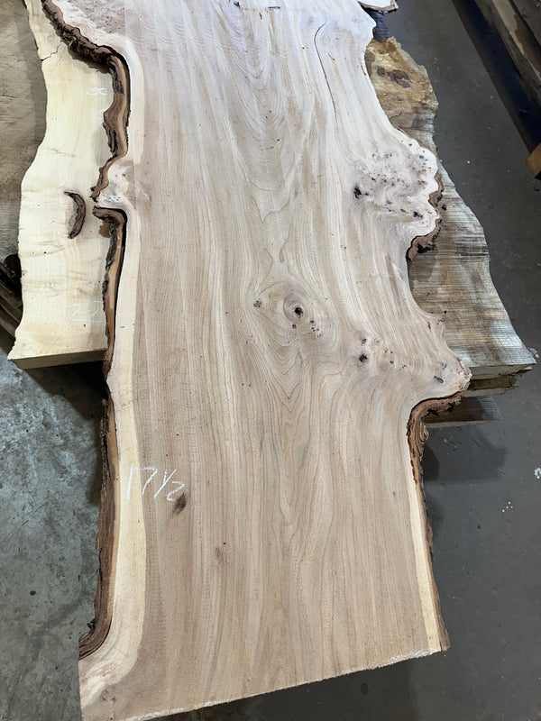 Red Elm #RE2310