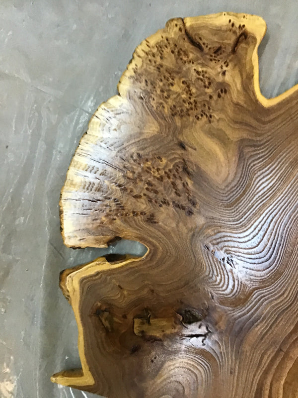 Chinese Elm #FWC020