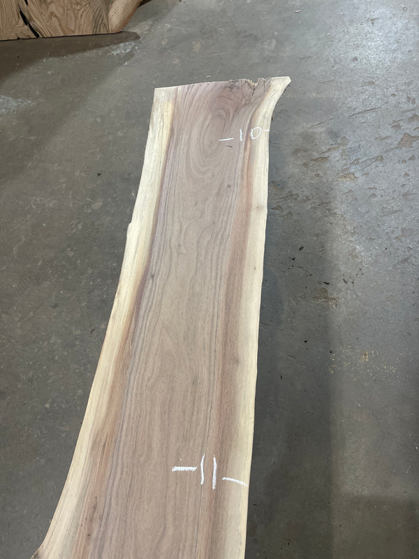Black Walnut #1579