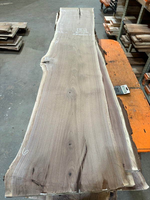 Black Walnut #BW15127