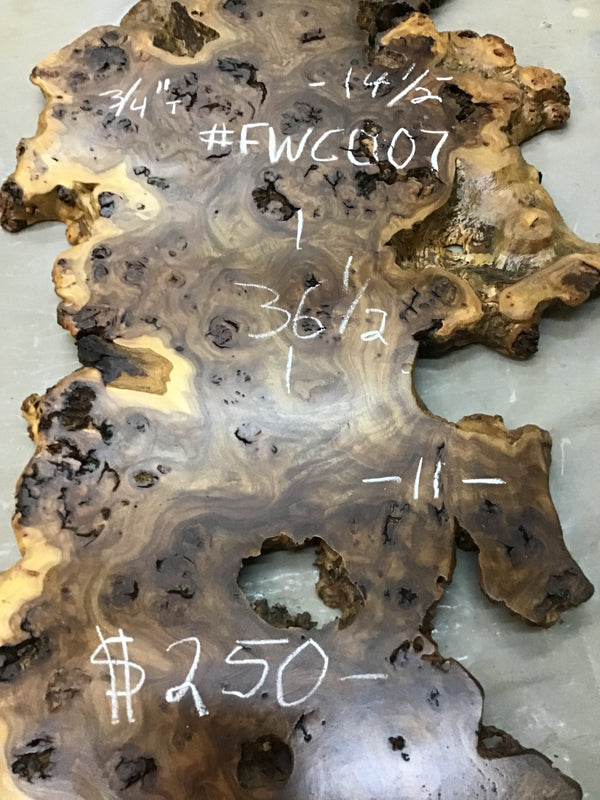 Chinese Elm #FWC007