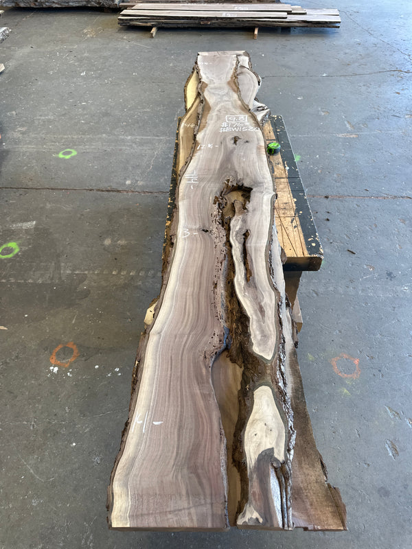 Black Walnut #BW1520