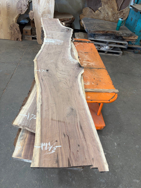 Black Walnut #BW1521