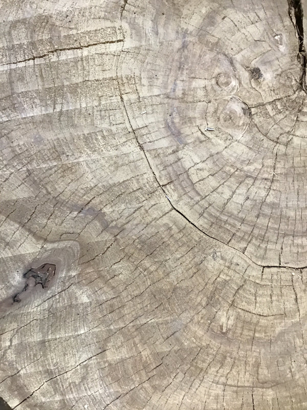 Red Elm #RE500