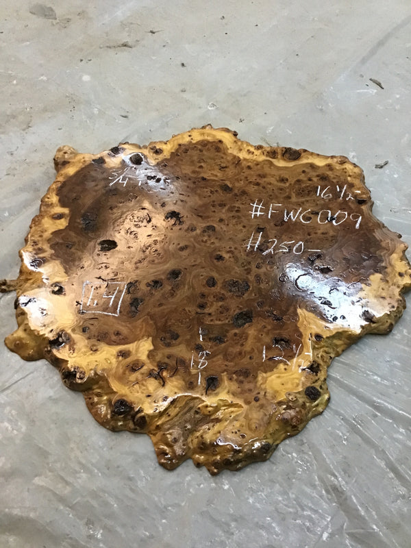 Chinese Elm #FWC009