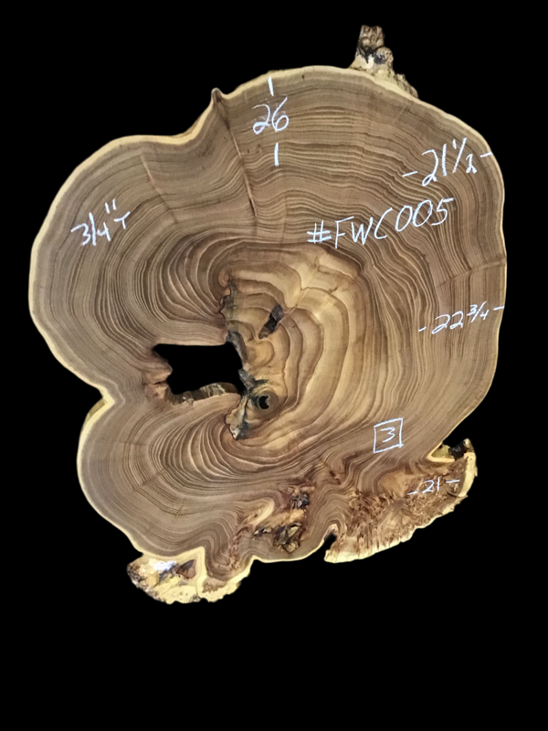 Chinese Elm #FWC005