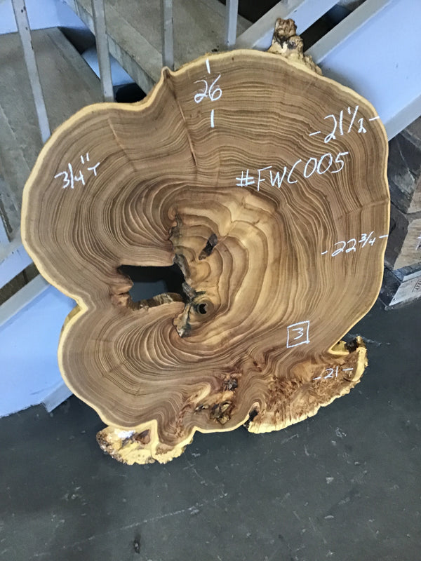 Chinese Elm #FWC005