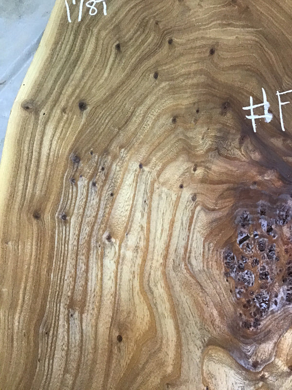 Chinese Elm #FWC023