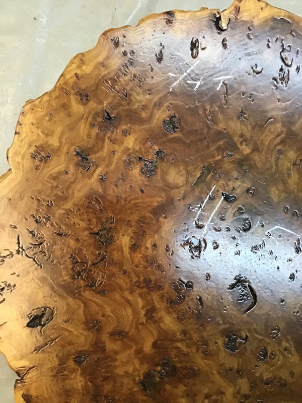 Chinese Elm #FWC011