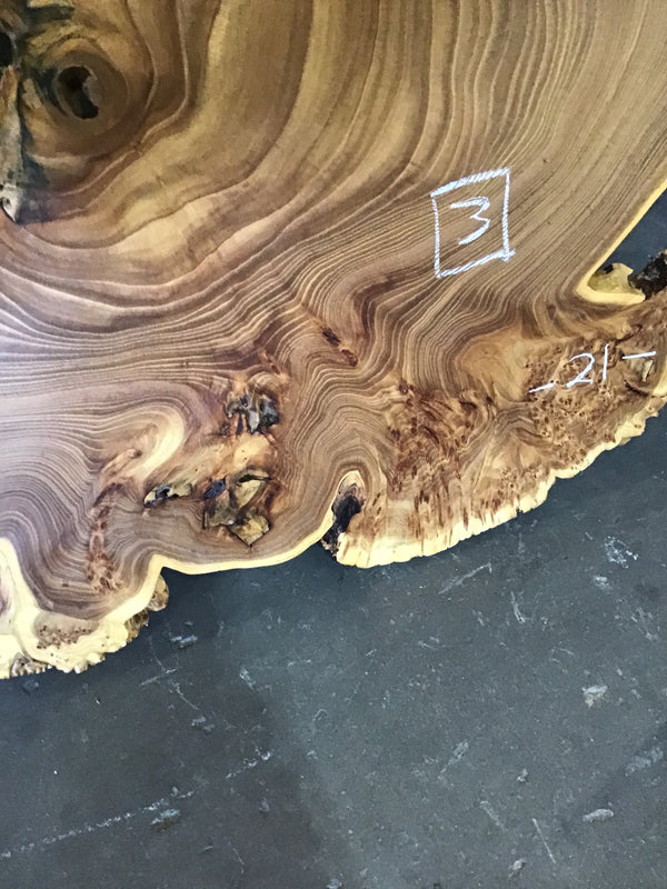 Chinese Elm #FWC005