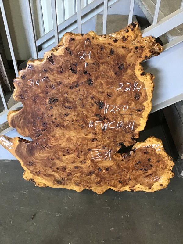 Chinese Elm #FWC004