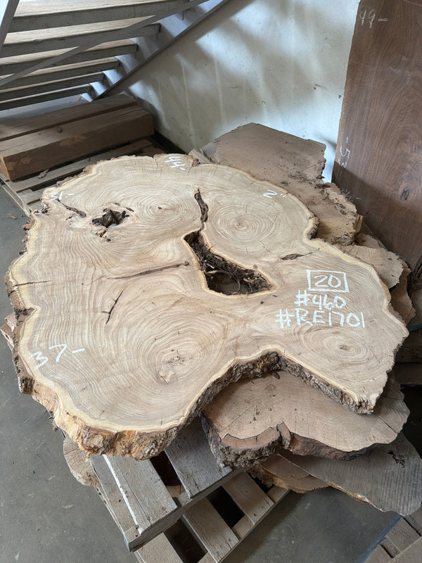Red Elm #RE1701