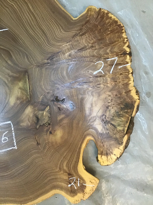 Chinese Elm #FWC016