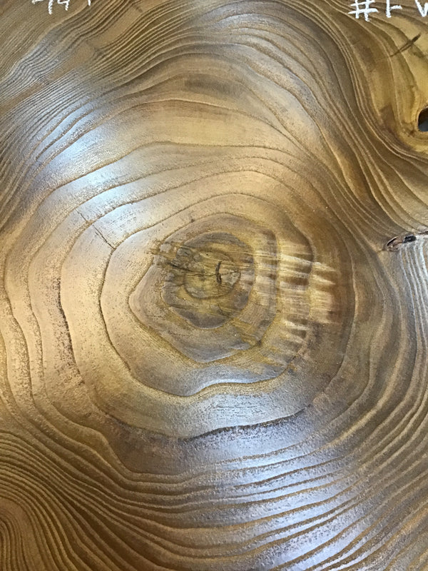 Chinese Elm #FWC010