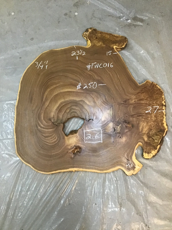 Chinese Elm #FWC016