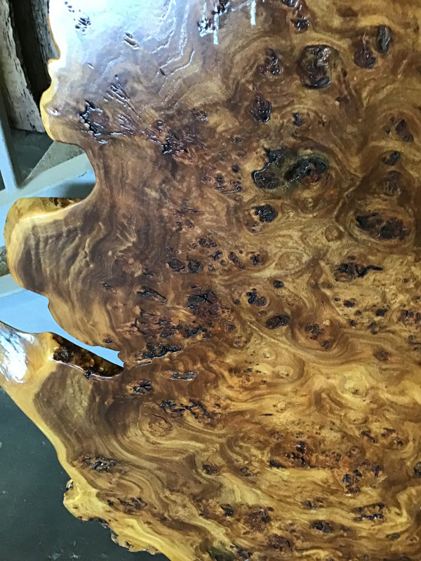 Chinese Elm #FWC004