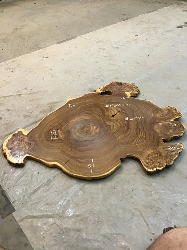 Chinese Elm #FWC010