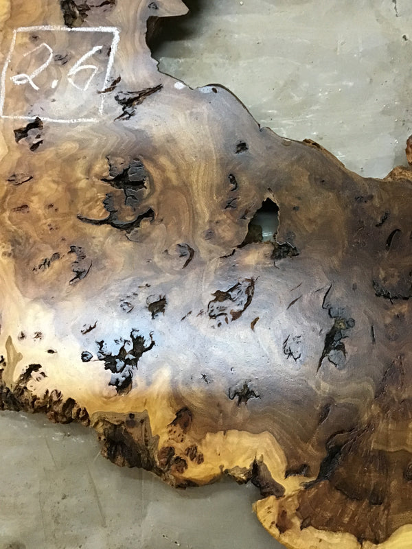 Chinese Elm #FWC007