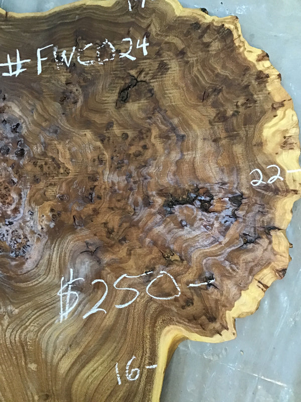 Chinese Elm #FWC024