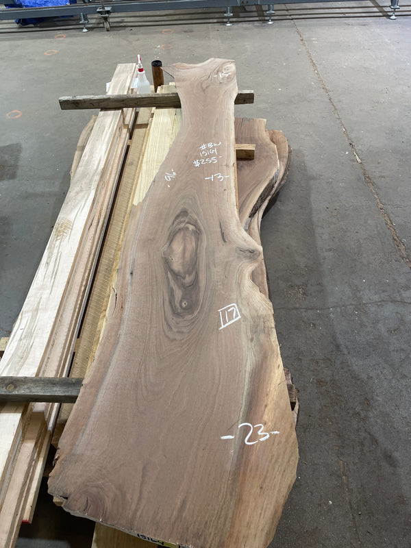 Black Walnut #15164