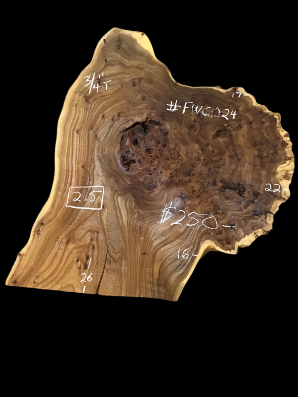 Chinese Elm #FWC024